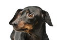 Portrait of an adorable Dachshund Royalty Free Stock Photo