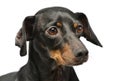 Portrait of an adorable Dachshund Royalty Free Stock Photo