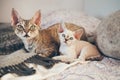 Portrait of adorable Devon Rex cats - mother and her small one month old kitten Royalty Free Stock Photo