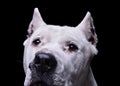 Portrait of an adorable Dogo Argentino looking curiously at the camera Royalty Free Stock Photo