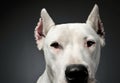 Portrait of an adorable Dogo Argentino looking curiously at the camera Royalty Free Stock Photo