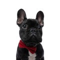 Portrait of adorable elegant french bulldog puppy looking up