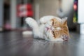 Portrait of Adorable Exotic shorthair cat Royalty Free Stock Photo