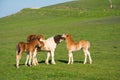Portrait of adorable foals playing in the green mountain grass in Italy Royalty Free Stock Photo