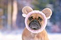 Portrait of adorable French Bulldog dog dressed up with fluffy light pink sheep headband