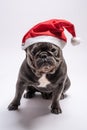 Portrait of an adorable french bulldog wearing a Santa Claus hat looking to the camera