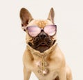 Portrait of Adorable French Bulldog Wearing Sunglasses and Shiny Gold Dollar Necklace