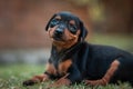Portrait of an adorable funny rottweiler puppy sitting on the grass