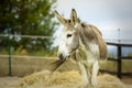 Portrait of an adorable furry grey donkey Royalty Free Stock Photo