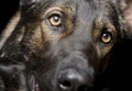 Portrait of an adorable German Shepherd dog looking curiously at the camera Royalty Free Stock Photo