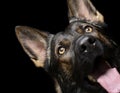 Portrait of an adorable German Shepherd dog looking up curiously Royalty Free Stock Photo