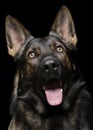 Portrait of an adorable German Shepherd dog looking up curiously Royalty Free Stock Photo