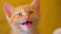 PORTRAIT: Adorable ginger tabby kitten looking around the apartment and meowing Royalty Free Stock Photo