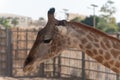 Portrait of an adorable giraffe in Dubai Safari park on the blurred sky background