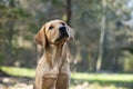 Portrait of an adorable golden labrador retriever puppy