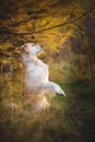 Portrait of adorable Golden retriever dog standing on hind legs outdoors in autumn forest Royalty Free Stock Photo