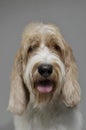 Portrait of an adorable Grand Basset Griffon VendÃÂ©en looking satisfied