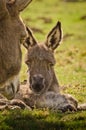 Portrait of a adorable grey donkey foal laying in the grass near to its mother Royalty Free Stock Photo