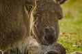 Portrait of a adorable grey donkey foal laying in the grass near to its mother Royalty Free Stock Photo