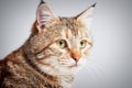 Portrait of adorable grey tabby cat with green eyes Royalty Free Stock Photo