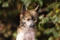 Portrait of adorable hairless chinese crested dog in autumn forest. Image of cute fluffy puppy Royalty Free Stock Photo