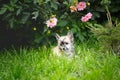 Portrait of adorable hairless chinese crested dog lying in the yard. Image of cute fluffy puppy Royalty Free Stock Photo