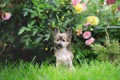 Portrait of adorable hairless chinese crested dog sitting in the yard. Image of cute fluffy puppy Royalty Free Stock Photo