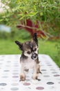 Portrait of adorable hairless puppy breed chinese crested dog standing on the table on summer day. Royalty Free Stock Photo