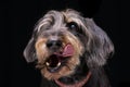 Portrait of an adorable half blind wired haired dachshund