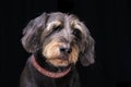 Portrait of an adorable half blind wired haired dachshund