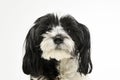 Portrait of an adorable havanese