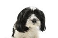 Portrait of an adorable havanese