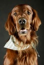 Portrait of an adorable irish setter