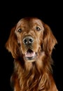 Portrait of an adorable irish setter