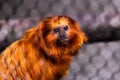 Portrait of an adorable lion tamarin