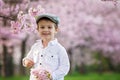 Portrait of adorable little boy in a cherry blossom tree garden, Royalty Free Stock Photo