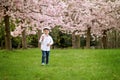 Portrait of adorable little boy in a cherry blossom tree garden,