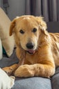 Portrait of adorable little golden dog chewing the rawhide bone Royalty Free Stock Photo