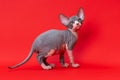 Portrait of adorable male kitten of Canadian Sphynx of color blue and white on red background