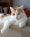 Cute odd eyed cat, looking at camera. Royalty Free Stock Photo