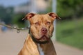 Portrait of an adorable Pit Bull dog with a serious look wearing a colar on a sunny day