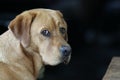 Portrait of adorable Red Fox Labrador Retriever looking over her shoulder