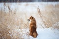 Portrait of adorable red shiba inu dog sitting outdoors back to the camera at sunset in winter