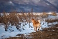 Portrait of adorable red shiba inu dog standing outdoors back to the camera at sunset in winter
