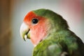 Portrait of an adorable rosy-faced lovebird - great for a wallpaper Royalty Free Stock Photo