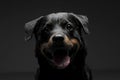 Portrait of an adorable Rottweiler puppy looking curiously at the camera