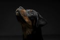 Portrait of an adorable Rottweiler puppy looking up curiously