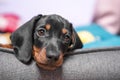 Portrait of adorable sad dachshund puppy lying with its head on side of pet bed, front view, close up. Tired baby dog Royalty Free Stock Photo