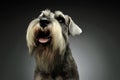 Portrait of an adorable Schnauzer looking up curiously