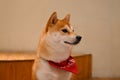 Portrait of adorable Shiba Inu dog with red bandana around the neck